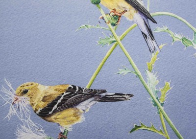 Watercolour painting, goldfinches